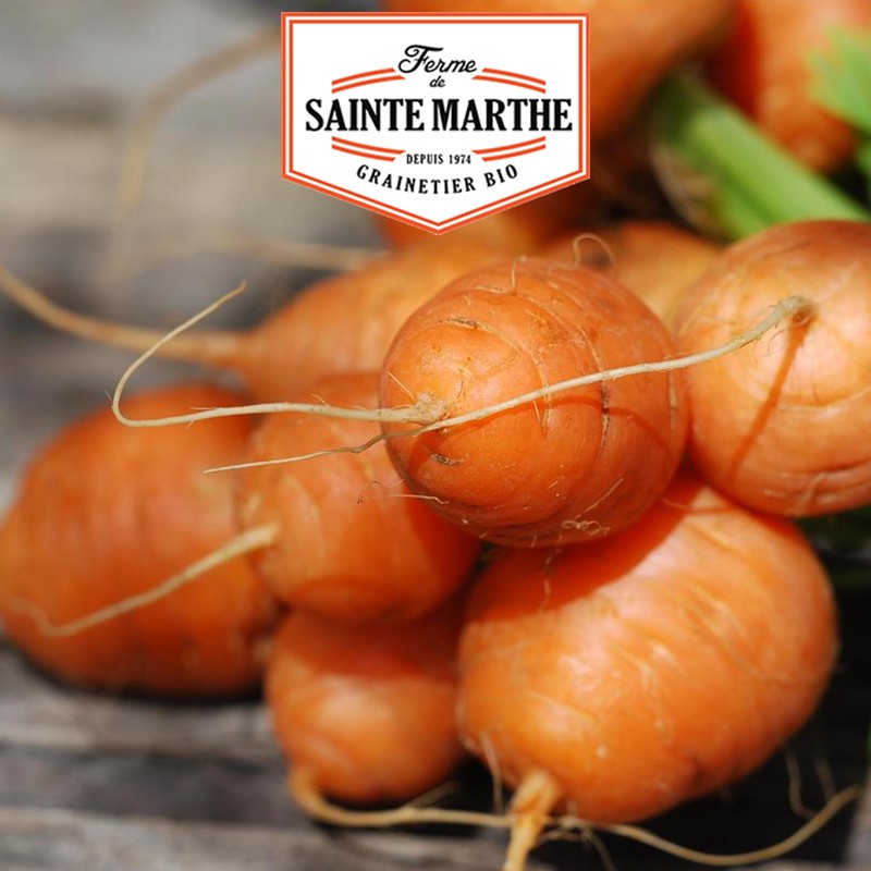 La ferme Sainte Marthe - 1.500 sementes Cenoura Parijse Markt 3 (Mercado de Paris)