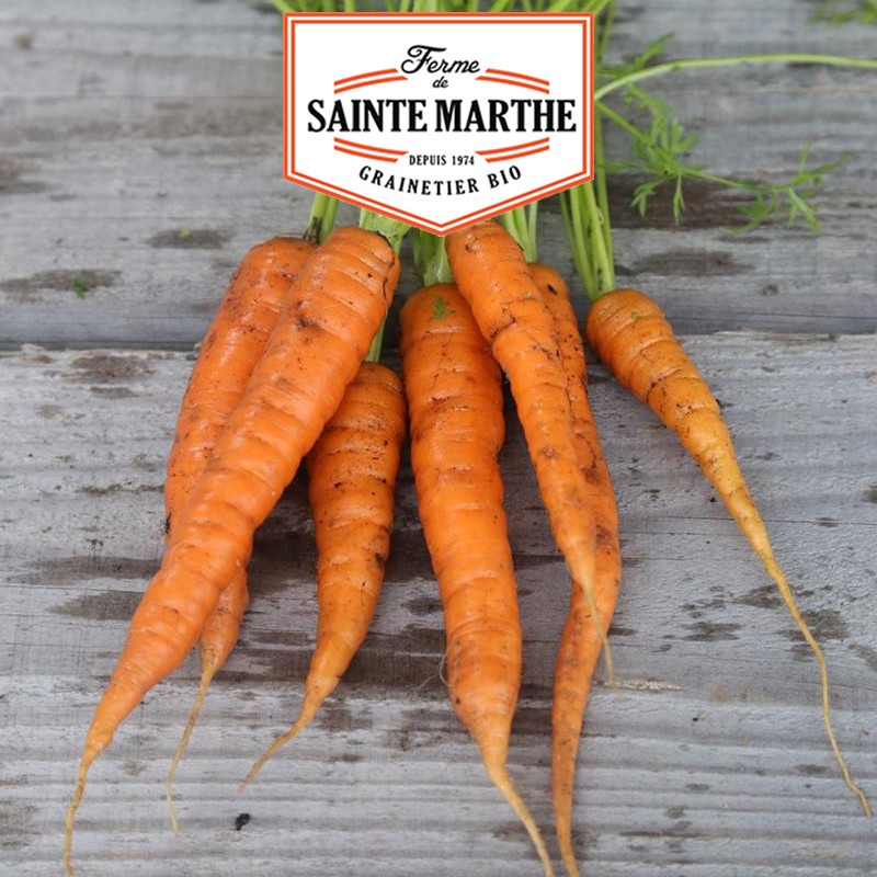 La ferme Sainte Marthe - 1.500 Samen Karotte Rothild