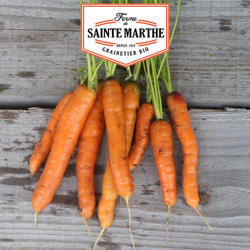 La ferme Sainte Marthe - 1.500 semi Carota Touchon
