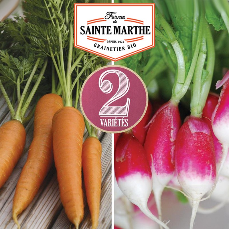 Sainte Marthe - 1 500 semi Carota e ravanello : Nantaise 2 - 18 giorni di età