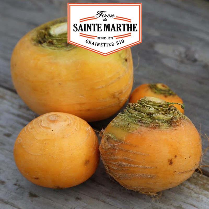 La ferme Sainte Marthe - 300 Samen Gelbe Rübe Goldkugel
