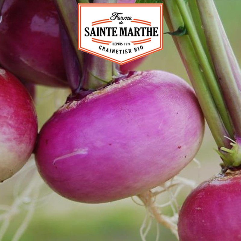 La ferme Sainte Marthe - 300 semillas Nabo rojo