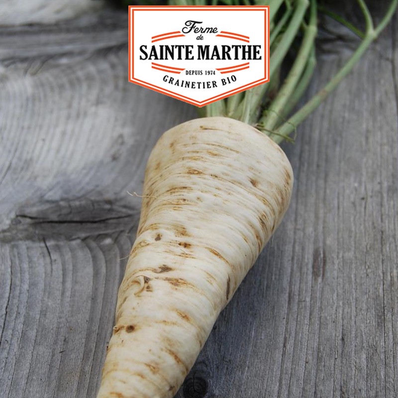 La ferme Sainte Marthe - 1 000 semillas Perejil de raíces grandes