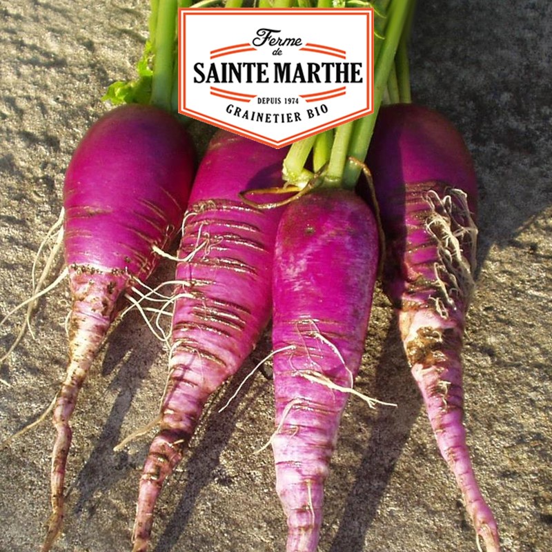 La ferme Sainte Marthe - 500 sementes de Radish Blauer Herbst Und Winter (Azul Outono e Inverno)