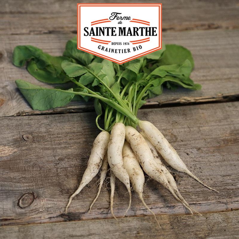 La ferme Sainte Marthe - 1 000 seeds Radish Ice Candle
