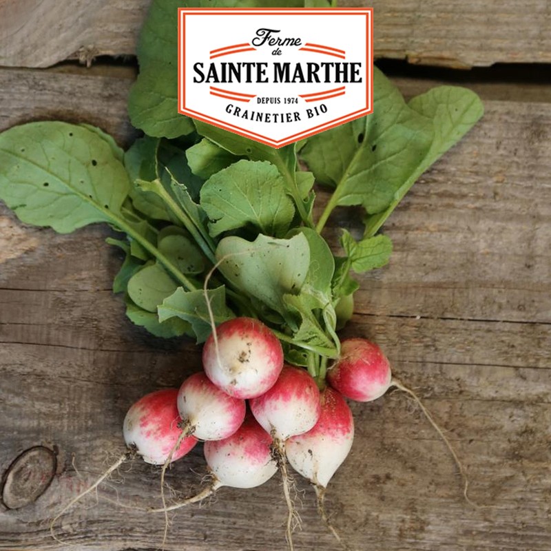 La ferme Sainte Marthe - 1 000 zaden Radis Gaudry 2