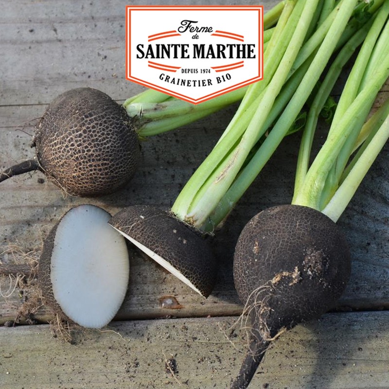 La ferme Sainte Marthe - 1 000 semillas Rábano negro redondo grande de invierno