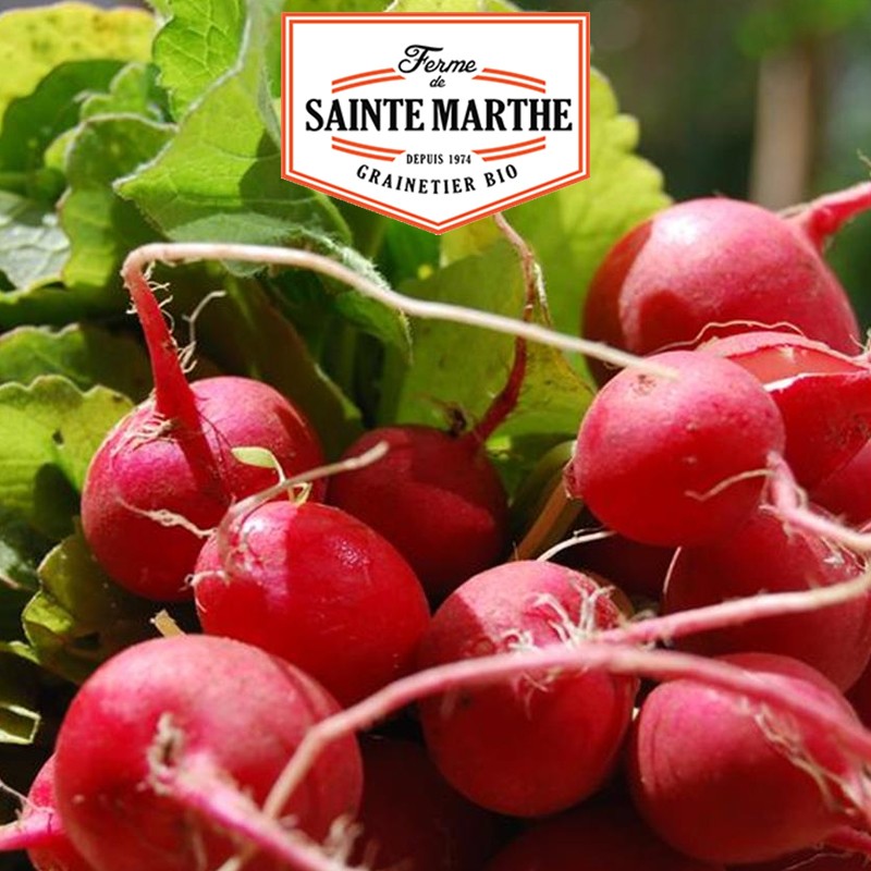 La ferme Sainte Marthe - 1.000 Samen Radieschen Raxe