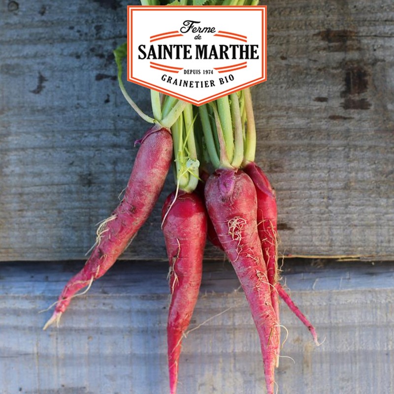 La ferme Sainte Marthe - 1.000 Samen Rosa Osterrettich 3
