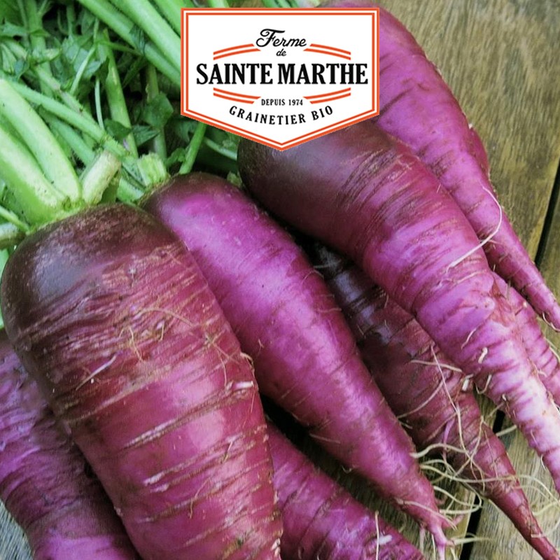 La ferme Sainte Marthe - 500 graines Radis Violet de Gournay