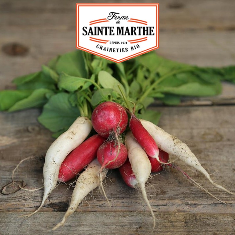 La ferme Sainte Marthe - 1 000 semi Miscela di ravanelli : Sora, Flamboyant, Chandelle de Glace