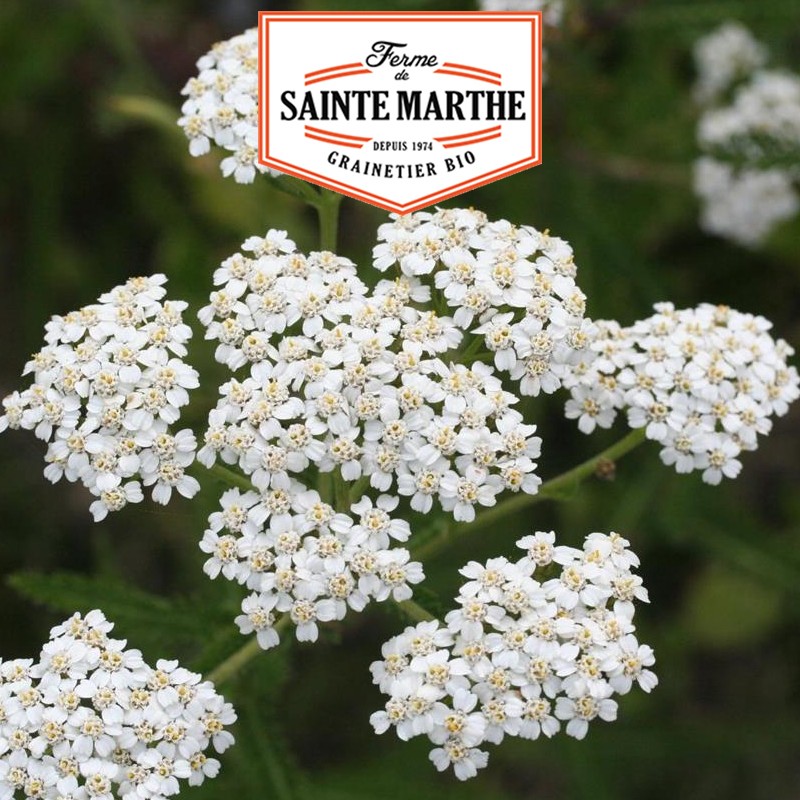 La ferme Sainte Marthe - 1 000 graines Achillée Millefeuille
