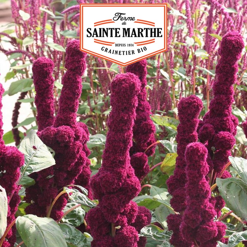 La ferme Sainte Marthe - 300 graines Amarante Rouge
