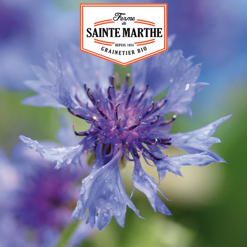 La ferme Sainte Marthe - 400 graines Bleuet