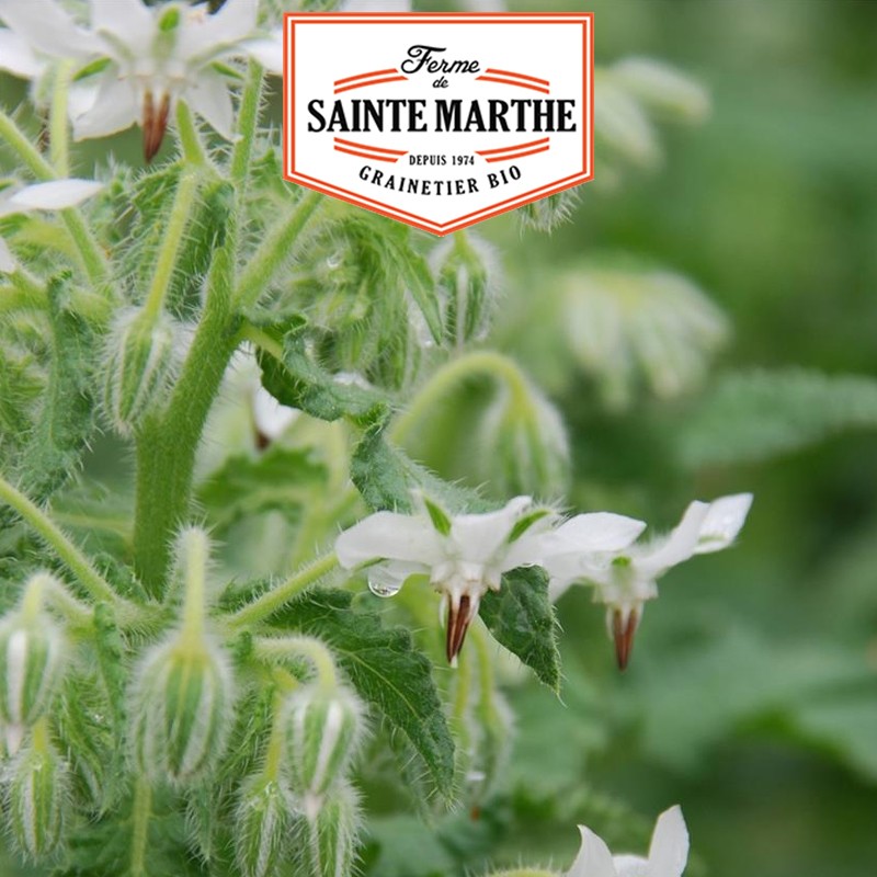 La ferme Sainte Marthe - 50 graines Bourrache Blanche