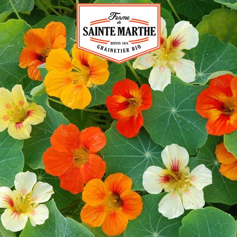La ferme Sainte Marthe - 30 graines Capucine Grande Variée ou Grimpante
