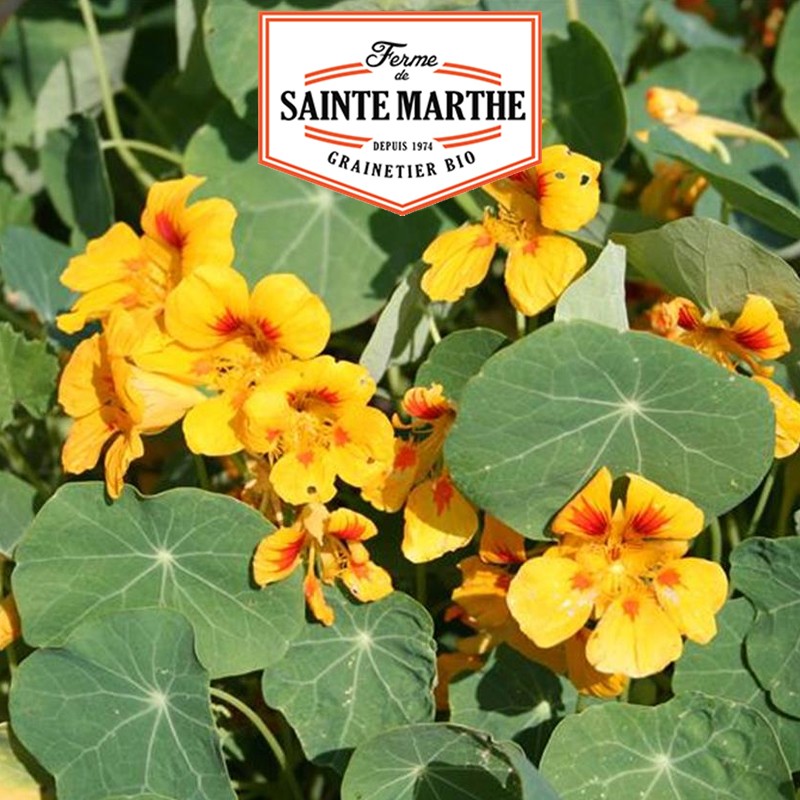 La ferme Sainte Marthe - 30 seeds Capucine Major Naine
