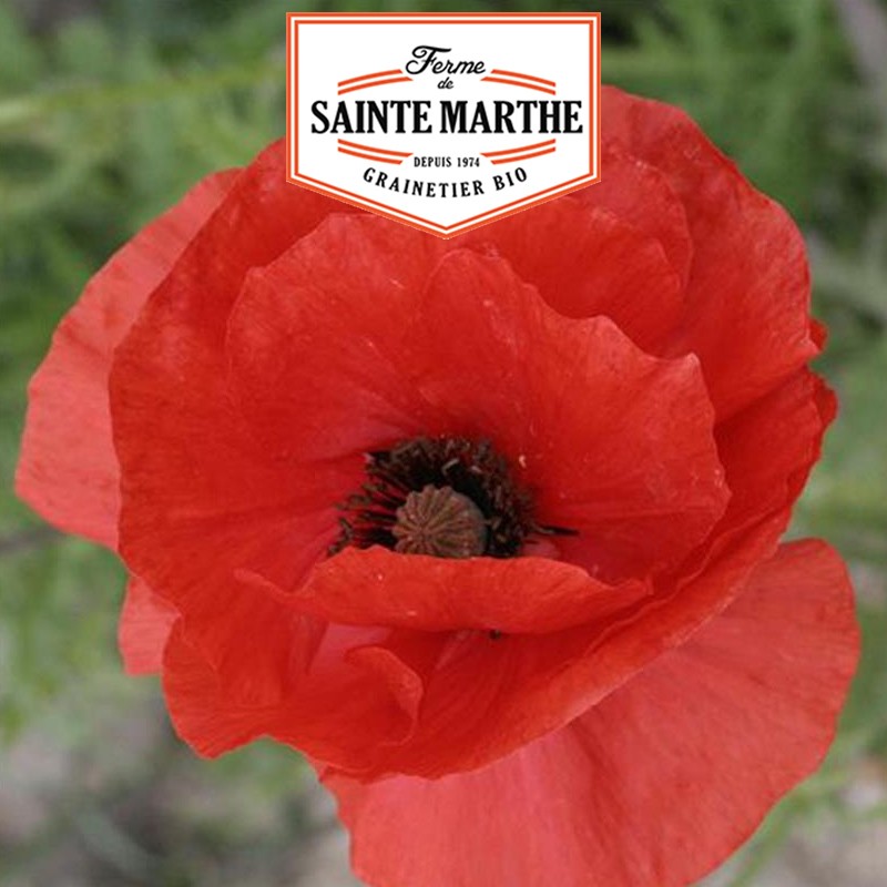 La ferme Sainte Marthe - 1 000 semillas Amapola roja simple