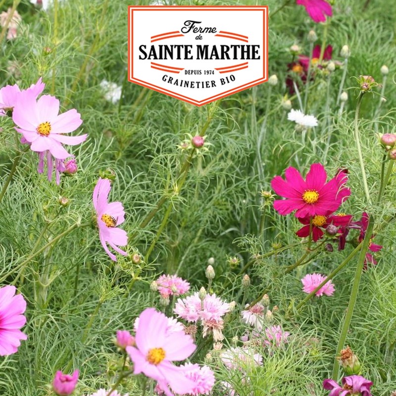 La ferme Sainte Marthe - 300 graines Cosmos Sensation Varié