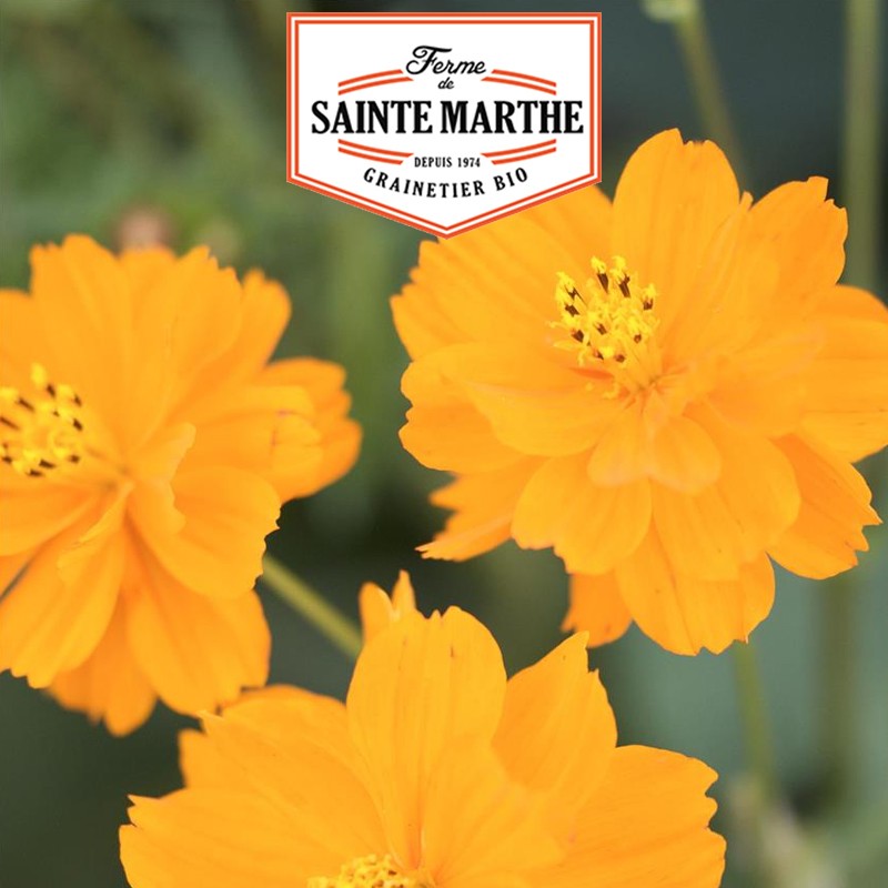 La ferme Sainte Marthe - 120 graines Cosmos Sulphureus Varié