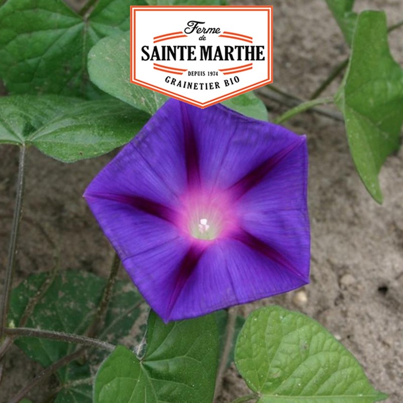 La ferme Sainte Marthe - 125 graines Ipomée Pourpre
