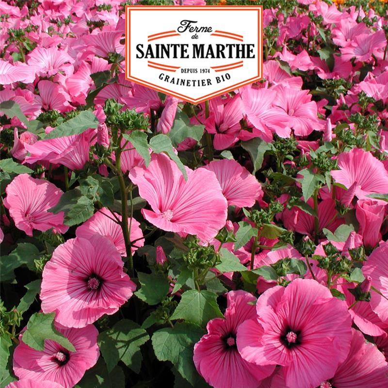 La ferme Sainte Marthe - 500 seeds Lavatere Annual