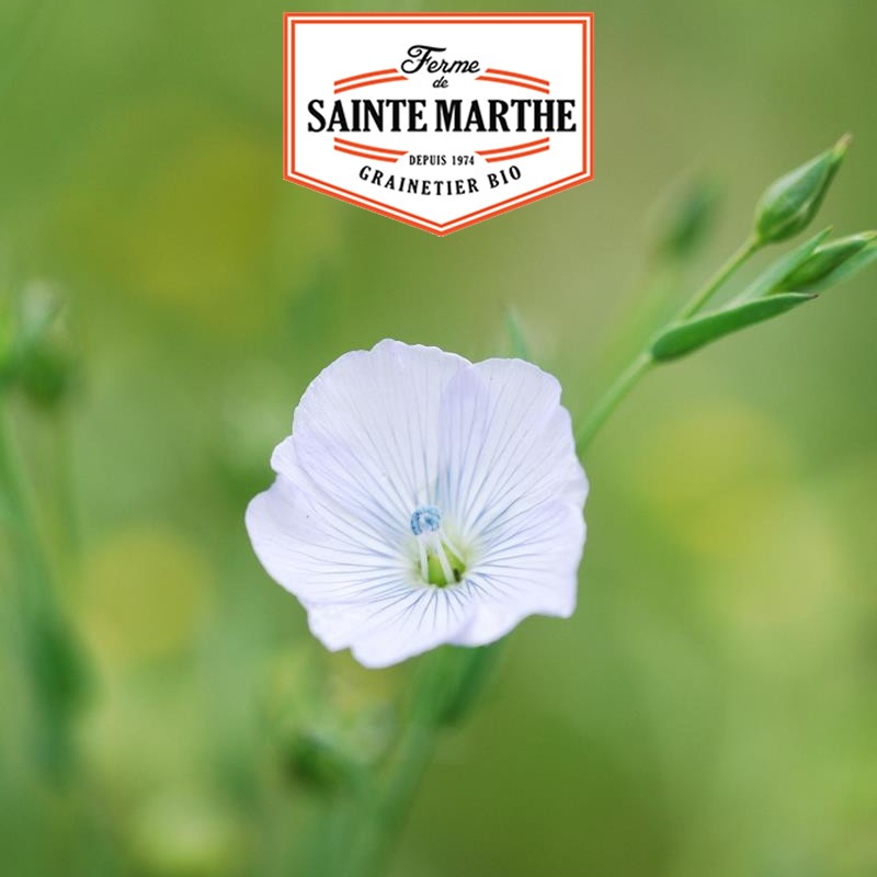 La ferme Sainte Marthe - 650 graines Lin Blanc