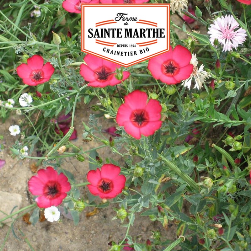 La ferme Sainte Marthe - 1 000 graines Lin Rouge