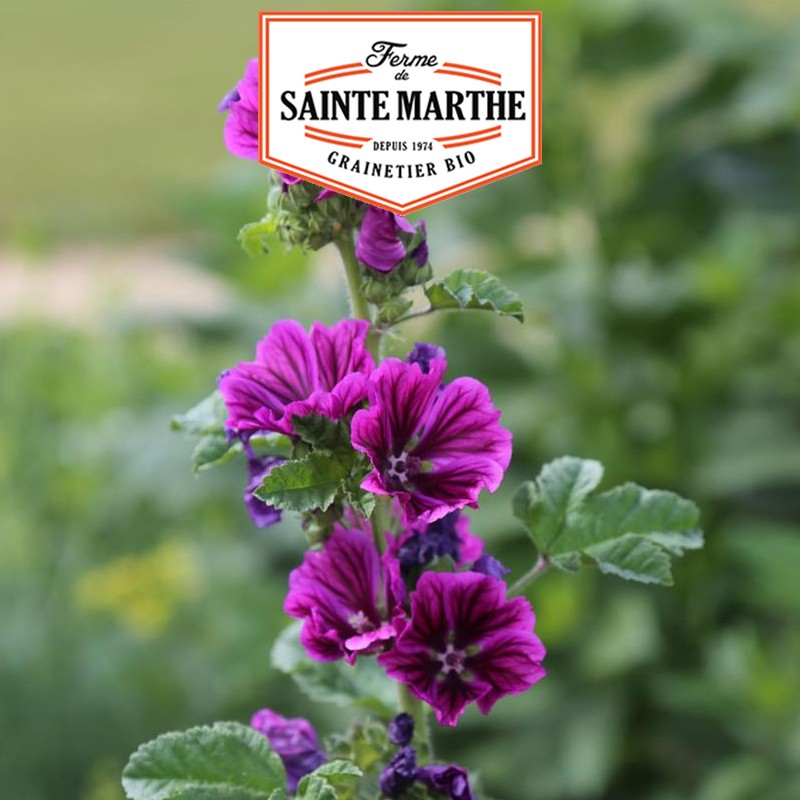 La ferme Sainte Marthe - 500 seeds Mauve of Mauritania
