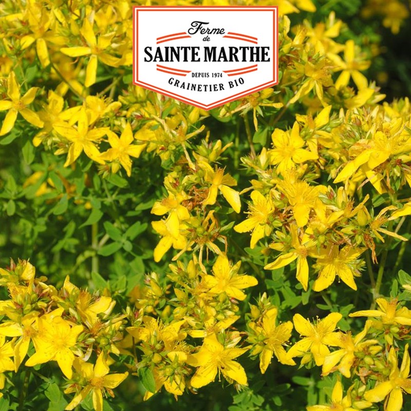 La ferme Sainte Marthe - 1 500 seeds St. John's wort Perforated