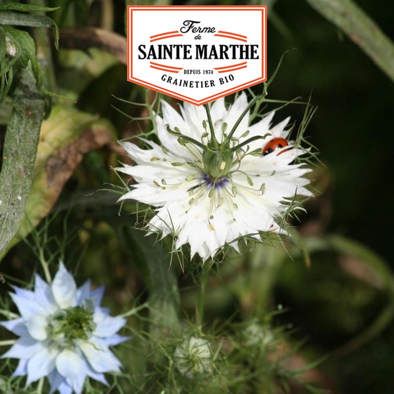 La ferme Sainte Marthe - 1 000 graines Nigelle de Damas Double Variée