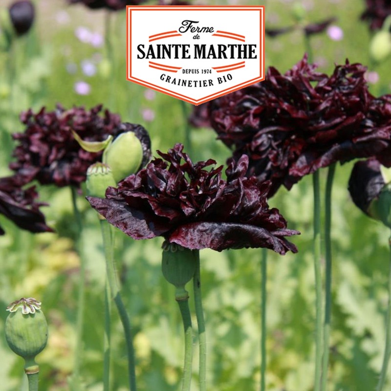 La ferme Sainte Marthe - 2 000 graines Pavot Black Peony