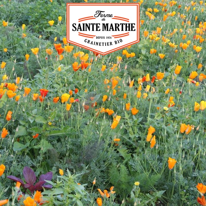 La ferme Sainte Marthe - 800 graines Pavot de Californie