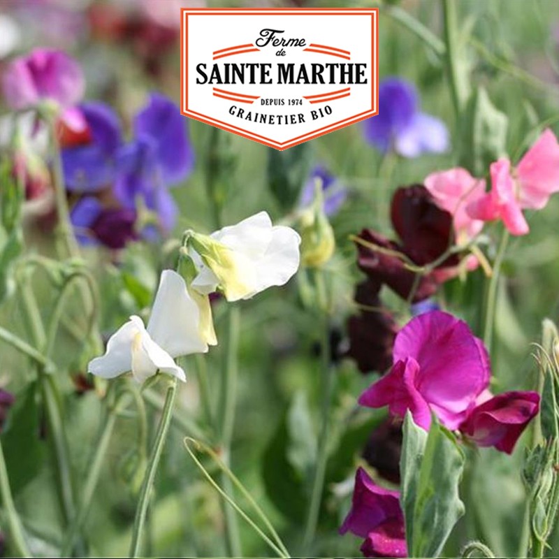 La ferme Sainte Marthe - 100 graines Pois de Senteur Varié