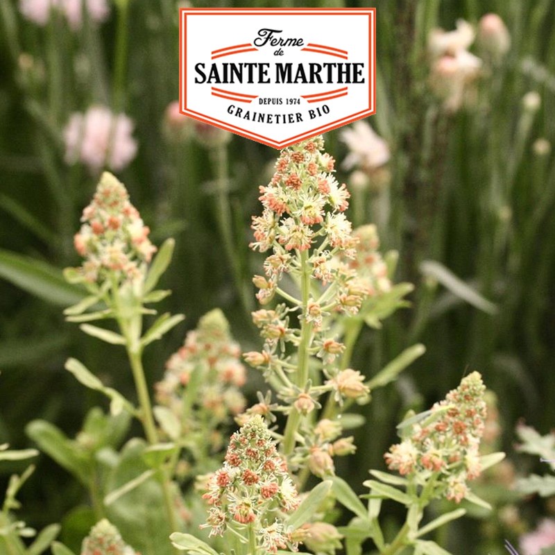 La ferme Sainte Marthe - 700 graines Reseda Odorant