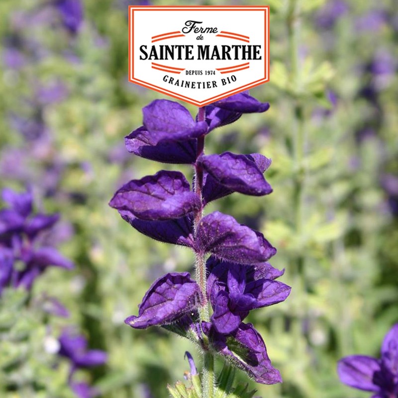 La ferme Sainte Marthe - 100 graines Sauge Verte