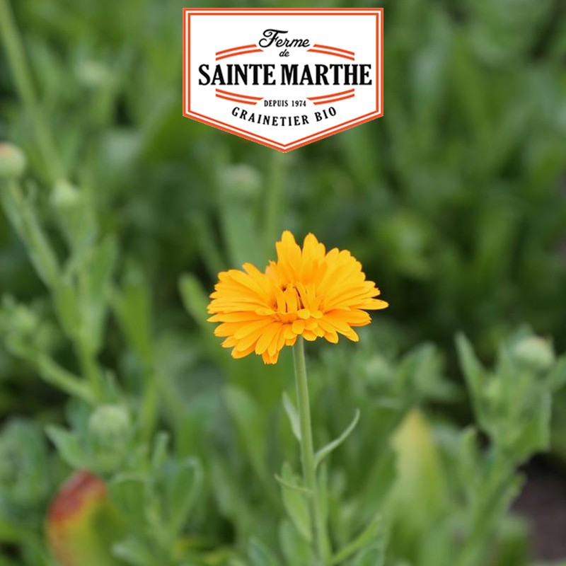 La ferme Sainte Marthe - 100 zaden Officinale goudsbloem