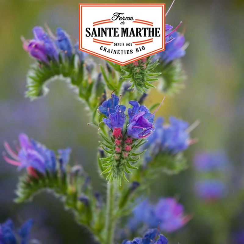 La ferme Sainte Marthe - 150 graines Viperine