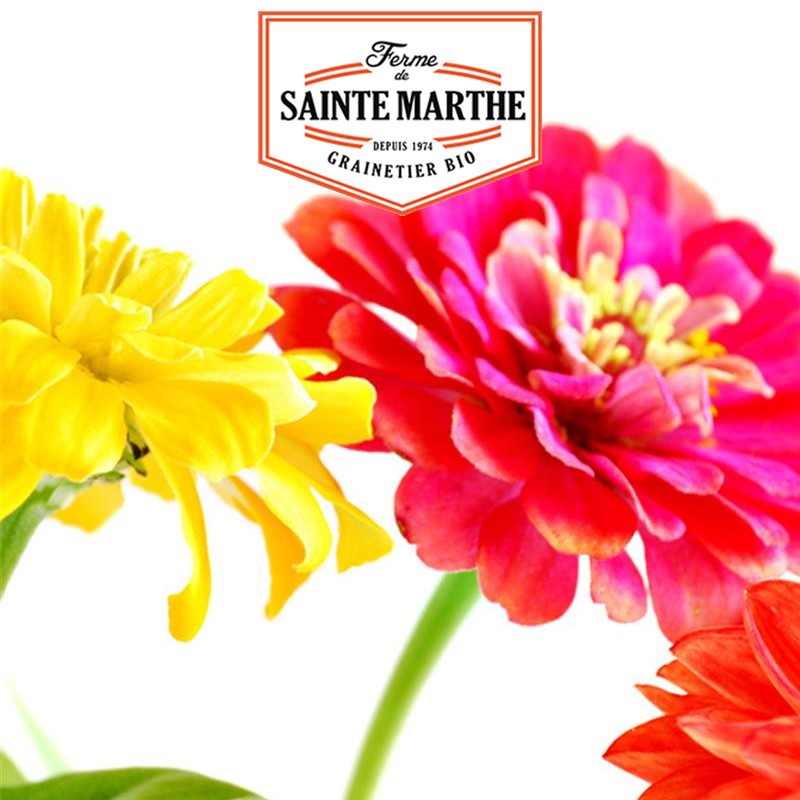 La ferme Sainte Marthe - 150 graines Zinnia Elegans Double Varié