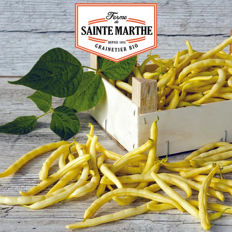 La ferme Sainte Marthe - 10 grammes Haricot à Rames Neckargold Mangetout