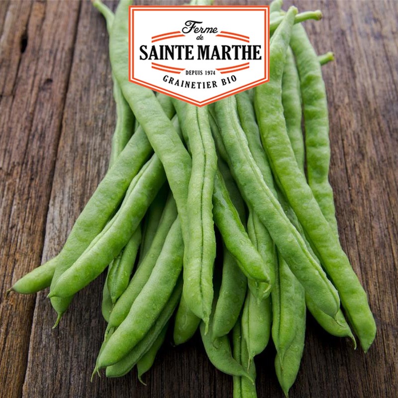La ferme Sainte Marthe - 10 grammes Haricot à Rames Neckarkonigin Mangetout