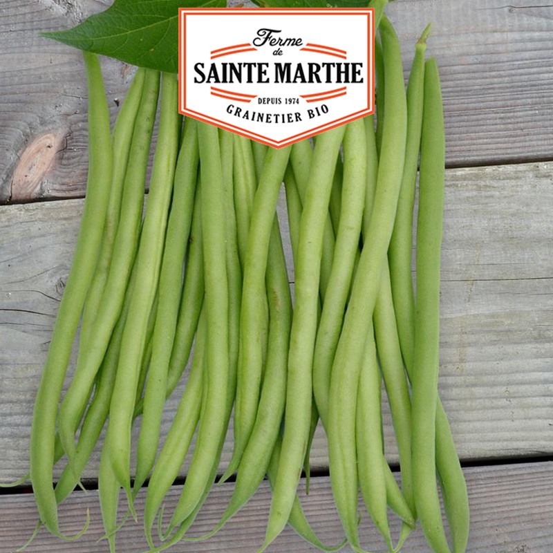 La ferme Sainte Marthe - 10 grammes Haricot Nain Cupidon Filet Sans Fil Mangetout
