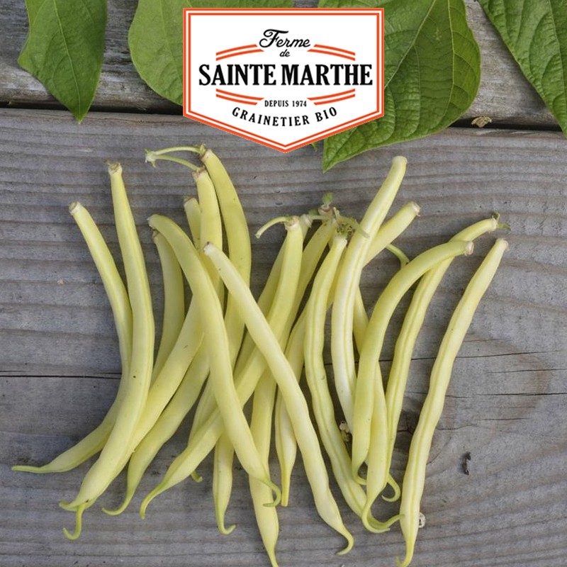 La ferme Sainte Marthe - 10 grammes Haricot Nain Major Mangetout