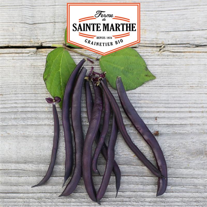 La ferme Sainte Marthe - 10 grammes Haricot Nain Purple Queen Filet sans Fil