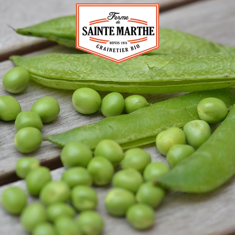 La ferme Sainte Marthe - 10 grammes Pois Nain Merveille de Kelvedon à Grain Ride à Ecosser