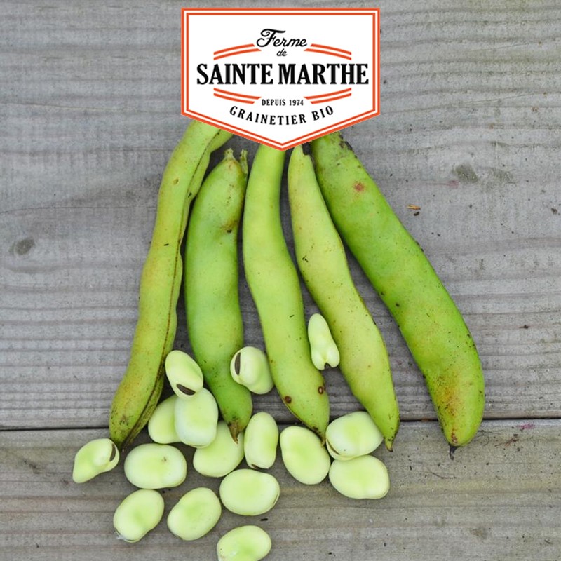 La ferme Sainte Marthe - 80 grammes Fève Aguadulce à très longue cosse