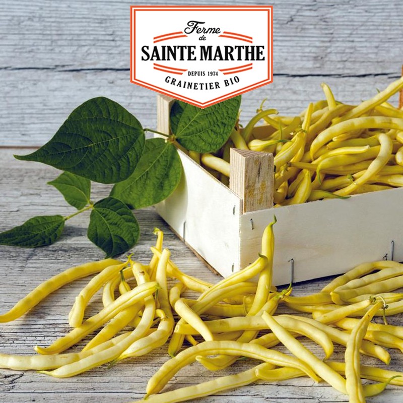 La ferme Sainte Marthe - 80 grammes Haricot à Rames Neckargold Mangetout