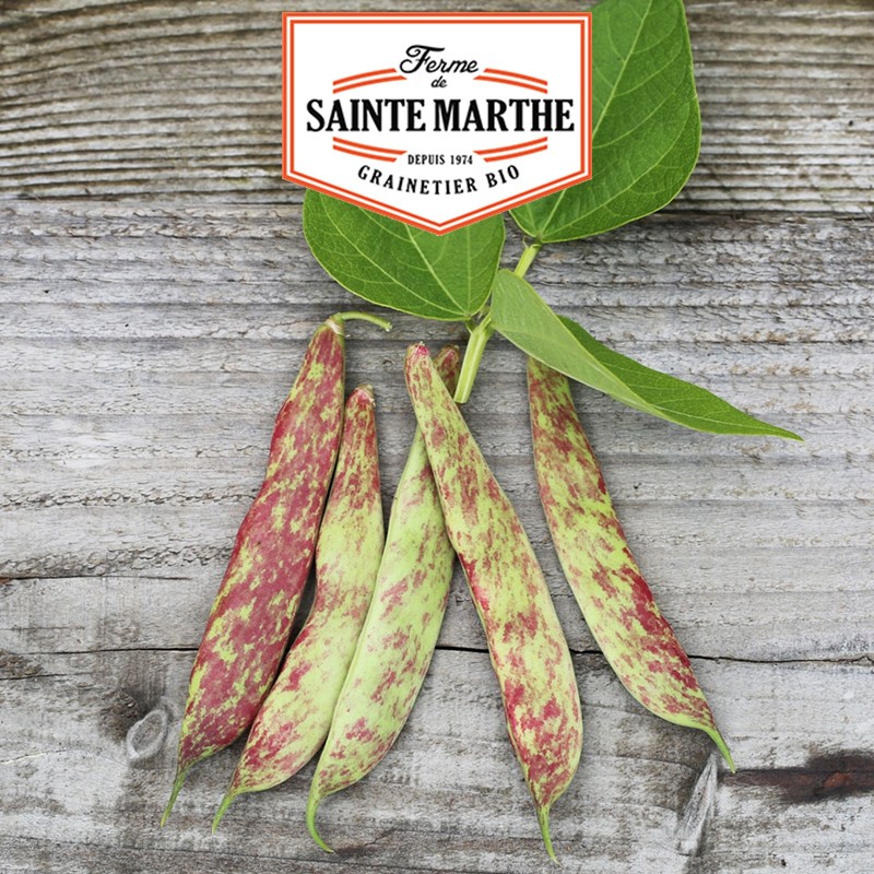 La ferme Sainte Marthe - 80 grammes Haricot Nain Big Borlotto à Ecosser