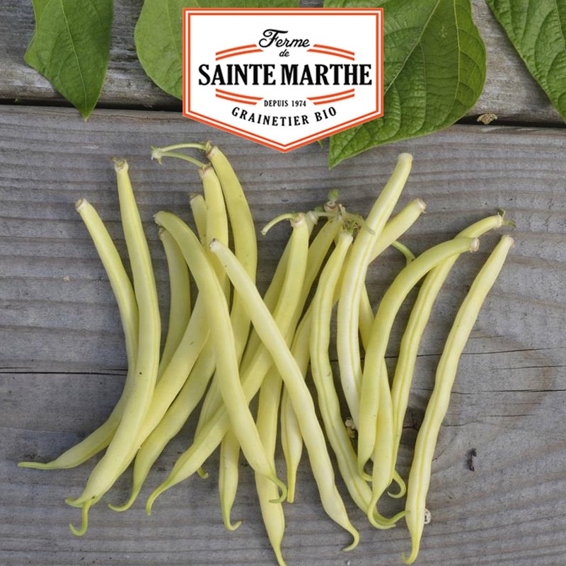 La ferme Sainte Marthe - 80 grammes Haricot Nain Major Mangetout