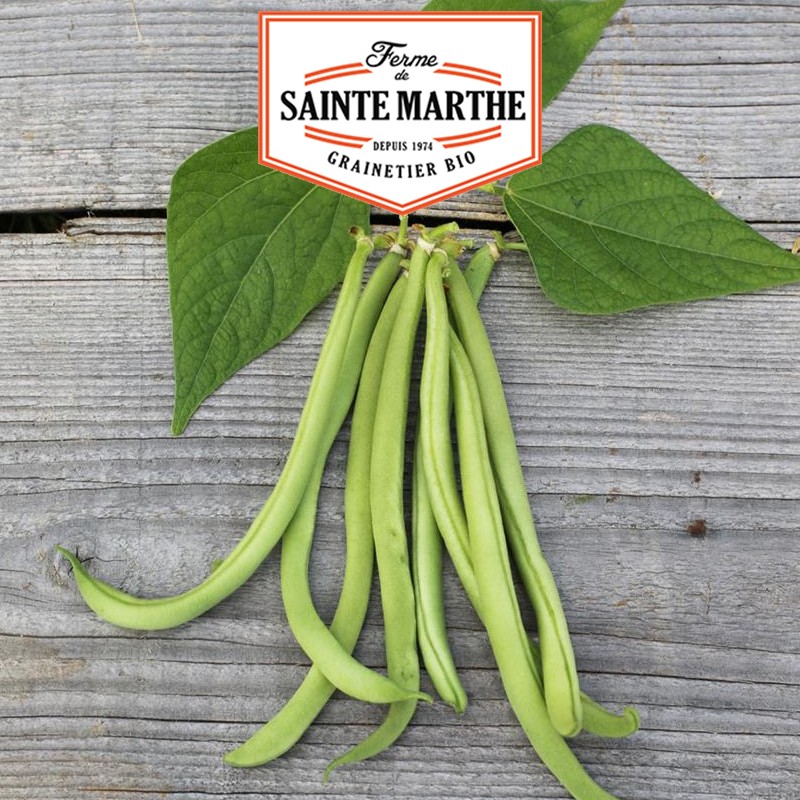 La ferme Sainte Marthe - 80 grammes Haricot Nain Maxi Filet Mangetout